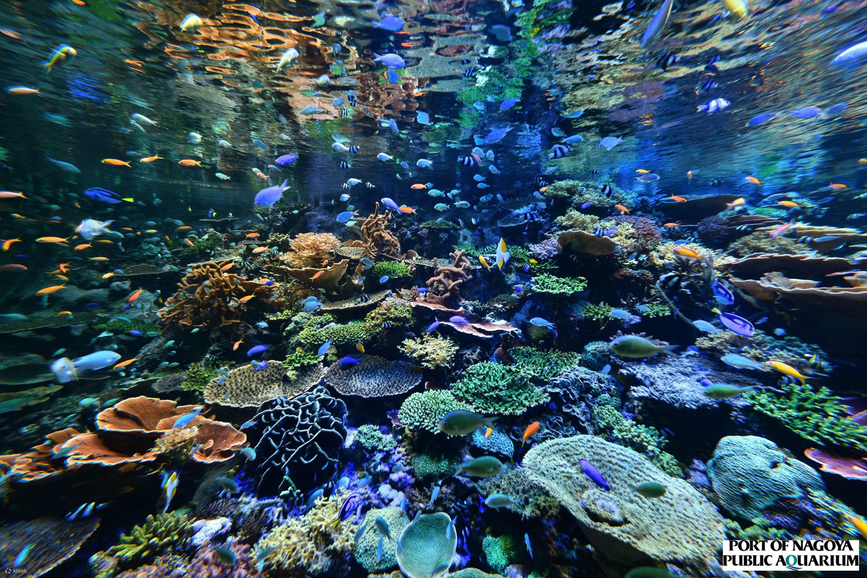 名古屋港水族館 チケット | Klook